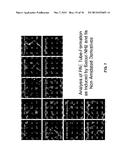 APELIN PEPTIDES, ANTIBODIES THERETO, AND METHODS OF USE diagram and image