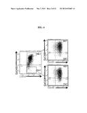 DIFFERENT STATES OF CANCER STEM CELLS diagram and image