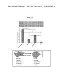 DIFFERENT STATES OF CANCER STEM CELLS diagram and image