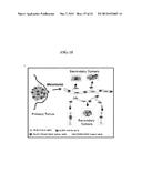 DIFFERENT STATES OF CANCER STEM CELLS diagram and image