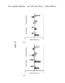 DIFFERENT STATES OF CANCER STEM CELLS diagram and image