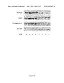 METHOD AND PHARMACEUTICAL COMPOSITION FOR USE IN THE TREATMENT AND     DIAGNOTIC OF ANEMIA OF INFLAMMATION diagram and image