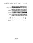 METHOD AND PHARMACEUTICAL COMPOSITION FOR USE IN THE TREATMENT AND     DIAGNOTIC OF ANEMIA OF INFLAMMATION diagram and image