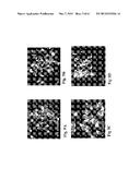 RETINAL PIGMENT EPITHELIAL CELLS DIFFERENTIATED FROM EMBRYONIC STEM CELLS     WITH NICOTINAMIDE AND ACTIVIN A diagram and image