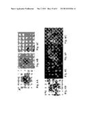 RETINAL PIGMENT EPITHELIAL CELLS DIFFERENTIATED FROM EMBRYONIC STEM CELLS     WITH NICOTINAMIDE AND ACTIVIN A diagram and image