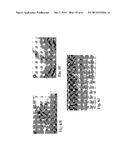 RETINAL PIGMENT EPITHELIAL CELLS DIFFERENTIATED FROM EMBRYONIC STEM CELLS     WITH NICOTINAMIDE AND ACTIVIN A diagram and image