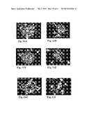 RETINAL PIGMENT EPITHELIAL CELLS DIFFERENTIATED FROM EMBRYONIC STEM CELLS     WITH NICOTINAMIDE AND ACTIVIN A diagram and image