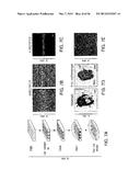 BIOMATERIALS FOR ENHANCED IMPLANT-HOST INTEGRATION diagram and image