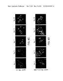 BIOMATERIALS FOR ENHANCED IMPLANT-HOST INTEGRATION diagram and image