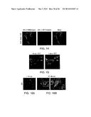 BIOMATERIALS FOR ENHANCED IMPLANT-HOST INTEGRATION diagram and image