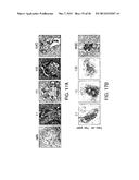 BIOMATERIALS FOR ENHANCED IMPLANT-HOST INTEGRATION diagram and image