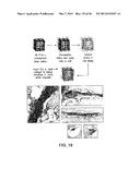 BIOMATERIALS FOR ENHANCED IMPLANT-HOST INTEGRATION diagram and image