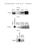 TIE2 Activator, Vascular Endothelial Growth Factor (VEGF) Inhibitor,     Angiogenesis Inhibitor, Vascular Maturing Agent, Vascular Normalizing     Agent and Vascular Stabilizing Agent, and Pharmaceutical Composition diagram and image