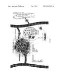 DETERMINING PROSTATE CANCER RECURRENCE USING POLYMORPHISMS IN     ANGIOGENESIS-RELATED GENES diagram and image