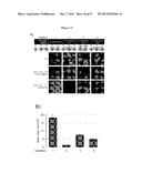 PROBE INCORPORATION MEDIATED BY ENZYMES diagram and image