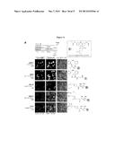 PROBE INCORPORATION MEDIATED BY ENZYMES diagram and image