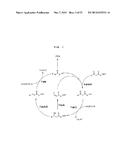 PRODUCTION OF FATTY ACIDS AND DERIVATIVES THEREOF HAVING IMPROVED     ALIPHATIC CHAIN LENGTH AND SATURATION CHARACTERISTICS diagram and image