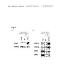 AMPK ACTIVATOR SCREENING METHOD, AND AMPK ACTIVATOR diagram and image