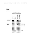 AMPK ACTIVATOR SCREENING METHOD, AND AMPK ACTIVATOR diagram and image