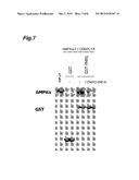 AMPK ACTIVATOR SCREENING METHOD, AND AMPK ACTIVATOR diagram and image