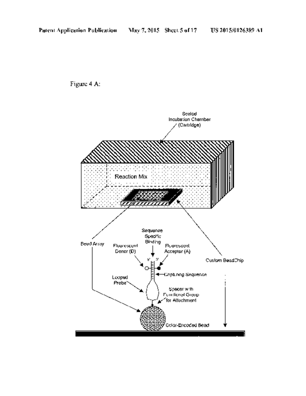 PROBE DENSITY CONSIDERATIONS AND ELONGATION OF SELF-COMPLEMENTARY LOOPED     PROBES WHERE PROBES ARE ATTACHED TO A SOLID PHASE - diagram, schematic, and image 06