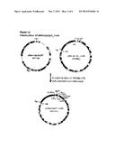 MEANS AND METHODS TO INCREASE ADENOVIRUS PRODUCTION diagram and image