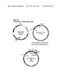 MEANS AND METHODS TO INCREASE ADENOVIRUS PRODUCTION diagram and image