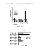 Novel ChREBP Isoforms and Methods Using the Same diagram and image