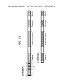 Novel ChREBP Isoforms and Methods Using the Same diagram and image