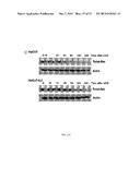 SMALL MOLECULE INHIBITORS OF THE PLECKSTRIN HOMOLOGY DOMAIN AND METHODS     FOR USING SAME diagram and image