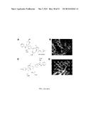 SMALL MOLECULE INHIBITORS OF THE PLECKSTRIN HOMOLOGY DOMAIN AND METHODS     FOR USING SAME diagram and image