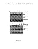 SMALL MOLECULE INHIBITORS OF THE PLECKSTRIN HOMOLOGY DOMAIN AND METHODS     FOR USING SAME diagram and image