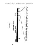 MicroRNAs and Uses Thereof diagram and image