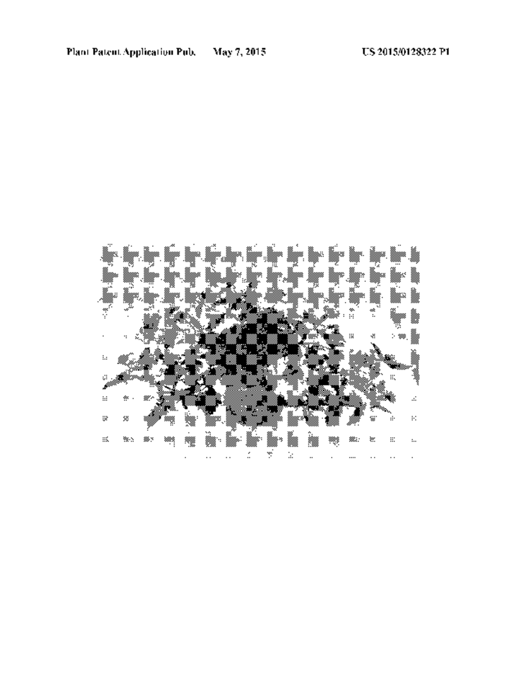 Verbena plant named 'KLEVP13455' - diagram, schematic, and image 03