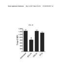 DISEASE THERAPY BY INDUCING IMMUNE RESPONSE TO TROP-2 EXPRESSING CELLS diagram and image