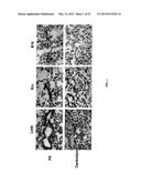 Compositions and Imaging Methods Comprising Detectably Labeled     Phosphatidylethanolamine-Binding Peptides diagram and image