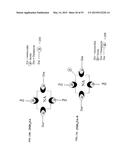 Compositions and Imaging Methods Comprising Detectably Labeled     Phosphatidylethanolamine-Binding Peptides diagram and image