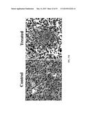 Compositions and Imaging Methods Comprising Detectably Labeled     Phosphatidylethanolamine-Binding Peptides diagram and image