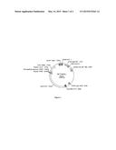 COMPOSITIONS AND METHODS FOR TARGETED GENE DISRUPTION IN PROKARYOTES diagram and image