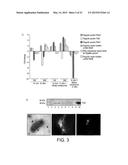 BACTERIUM FOR USE AS A PROBIOTIC FOR NUTRITIONAL AND MEDICAL APPLICATIONS diagram and image