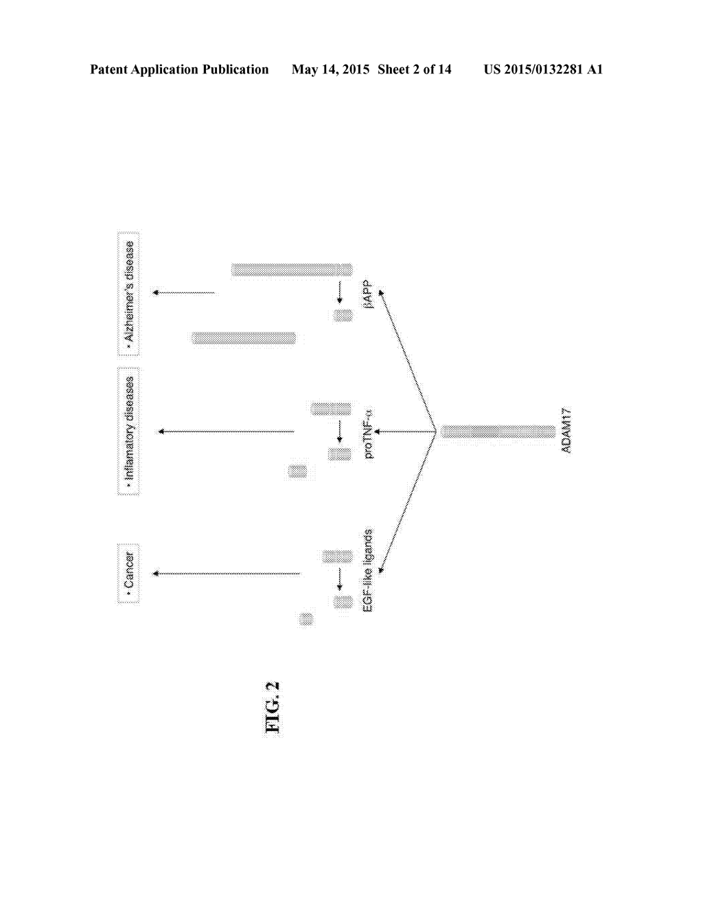 VARIANTS OF TACE PRO-DOMAIN AS TNF-A INHIBITOR AND THEIR MEDICAL USE - diagram, schematic, and image 03