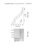 VARIANTS OF TACE PRO-DOMAIN AS TNF-A INHIBITOR AND THEIR MEDICAL USE diagram and image