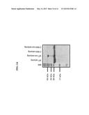 VARIANTS OF TACE PRO-DOMAIN AS TNF-A INHIBITOR AND THEIR MEDICAL USE diagram and image