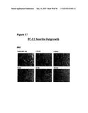 METHODS OF PREVENTING OR TREATING PAIN USING ANTI-NGF ANTIBODIES THAT     SELECTIVELY INHIBIT THE ASSOCIATION OF NGF WITH TRKA, WITHOUT AFFECTING     THE ASSOCIATION OF NGF WITH P75 diagram and image