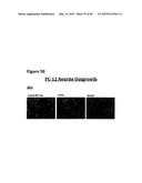 METHODS OF PREVENTING OR TREATING PAIN USING ANTI-NGF ANTIBODIES THAT     SELECTIVELY INHIBIT THE ASSOCIATION OF NGF WITH TRKA, WITHOUT AFFECTING     THE ASSOCIATION OF NGF WITH P75 diagram and image