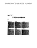 METHODS OF PREVENTING OR TREATING PAIN USING ANTI-NGF ANTIBODIES THAT     SELECTIVELY INHIBIT THE ASSOCIATION OF NGF WITH TRKA, WITHOUT AFFECTING     THE ASSOCIATION OF NGF WITH P75 diagram and image