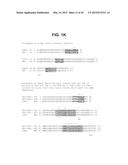 TUMOR NECROSIS FACTOR-LIKE LIGAND 1A SPECIFIC ANTIBODIES AND COMPOSITIONS     AND USES THEREOF diagram and image