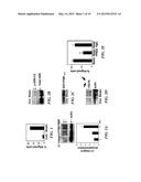 METHODS OF MODULATING ANGIOGENESIS VIA TRPV4 diagram and image