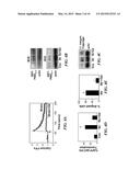 METHODS OF MODULATING ANGIOGENESIS VIA TRPV4 diagram and image