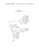 IMMUNOGENIC COMPOSITIONS OF STAPHYLOCOCCUS AUREUS ANTIGENS diagram and image